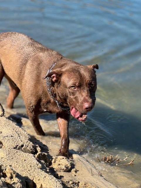 Enlarge NIKE, a Adoptable mixed breed in Lynn Haven, FL image 3/6
