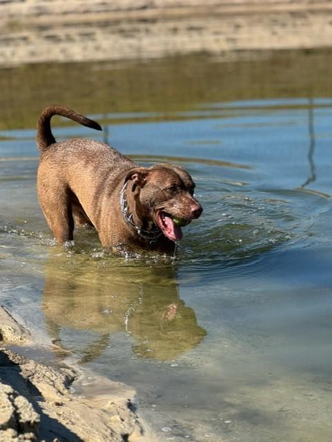 NIKE, Adoptable, Young Male Chocolate Labrador Retriever.