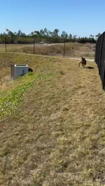 Enlarge NIKE, a Adoptable mixed breed in Lynn Haven, FL video 5/6