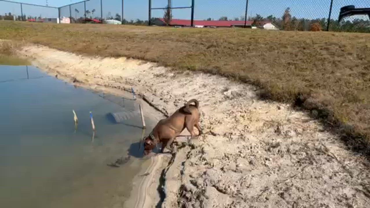 Enlarge NIKE, a Adoptable mixed breed in Lynn Haven, FL video 6/6