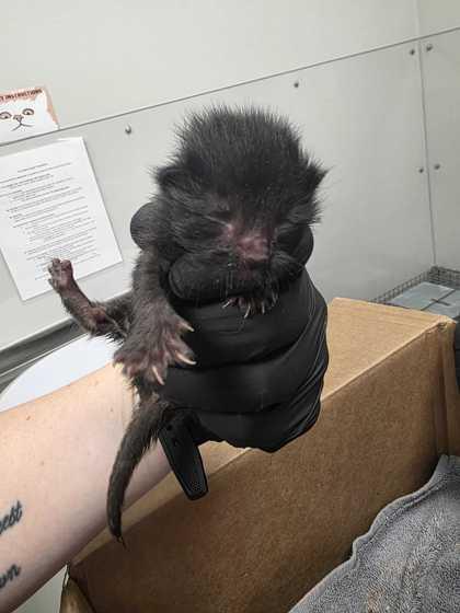 Enlarge Donatello, a Adoptable mixed breed in Sevierville, TN image 1/1