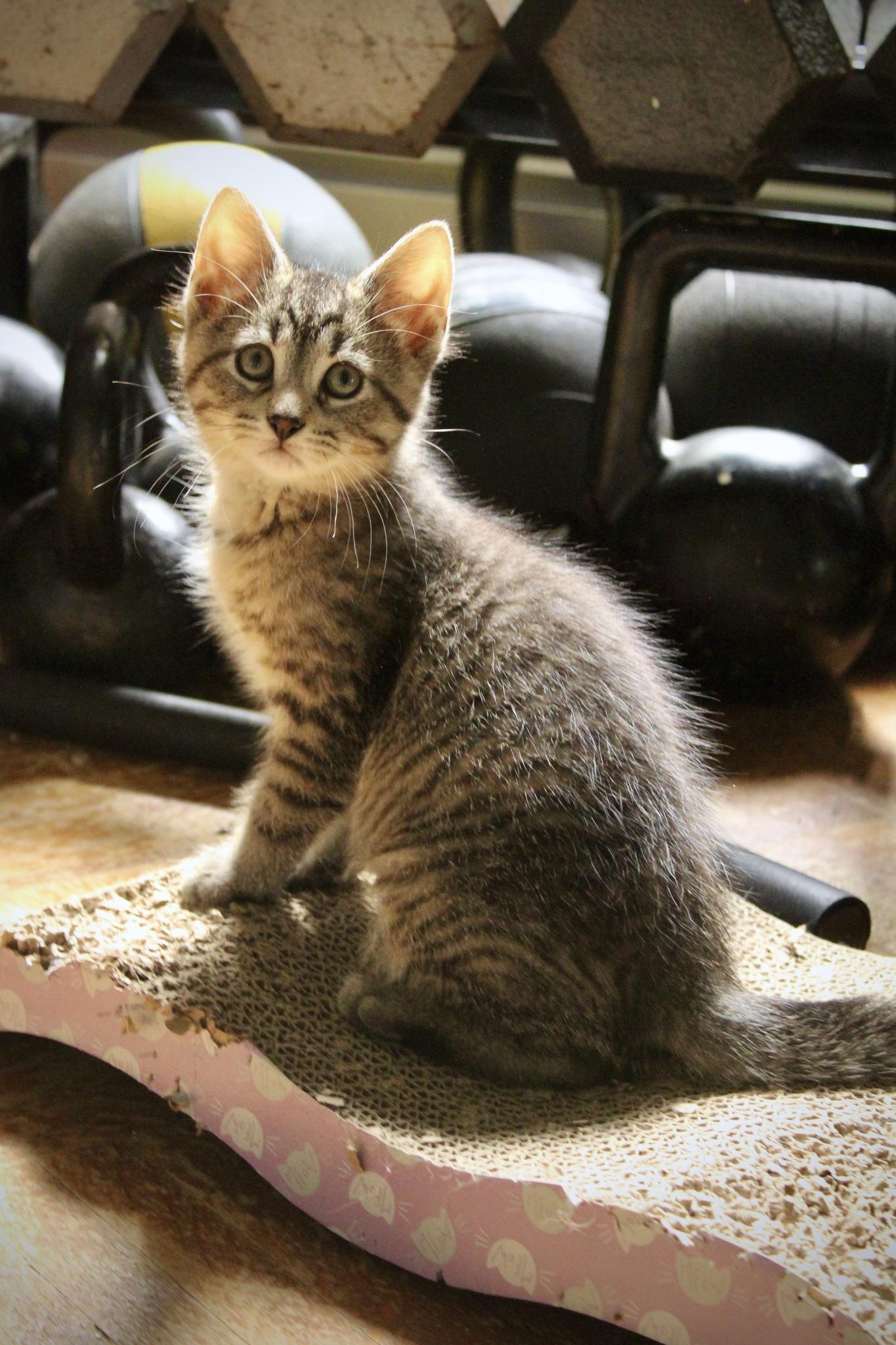 Fig, Baby Male Domestic Short Hair