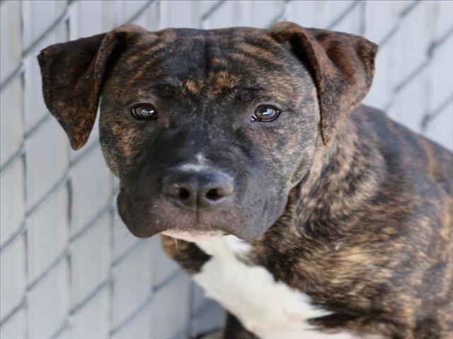 SUGAR, Adoptable, Young Male Pit Bull Terrier.