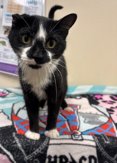 Enlarge Curious, a Adoptable mixed breed in Ladysmith, WI image 1/2
