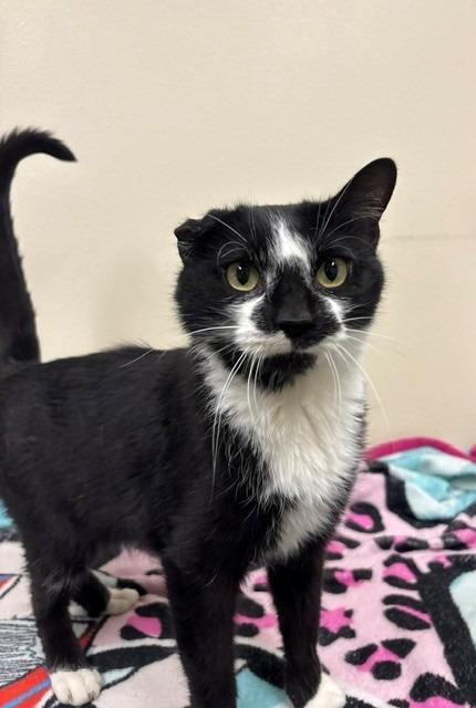 Enlarge Curious, a Adoptable mixed breed in Ladysmith, WI image 2/2
