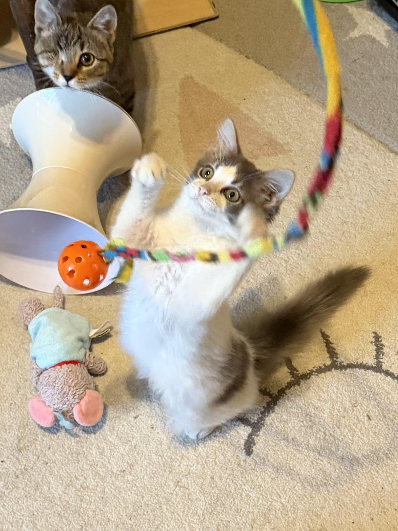 Enlarge Skip Bo, a ADOPTABLE Domestic Medium Hair in Duluth, GA image 3/3