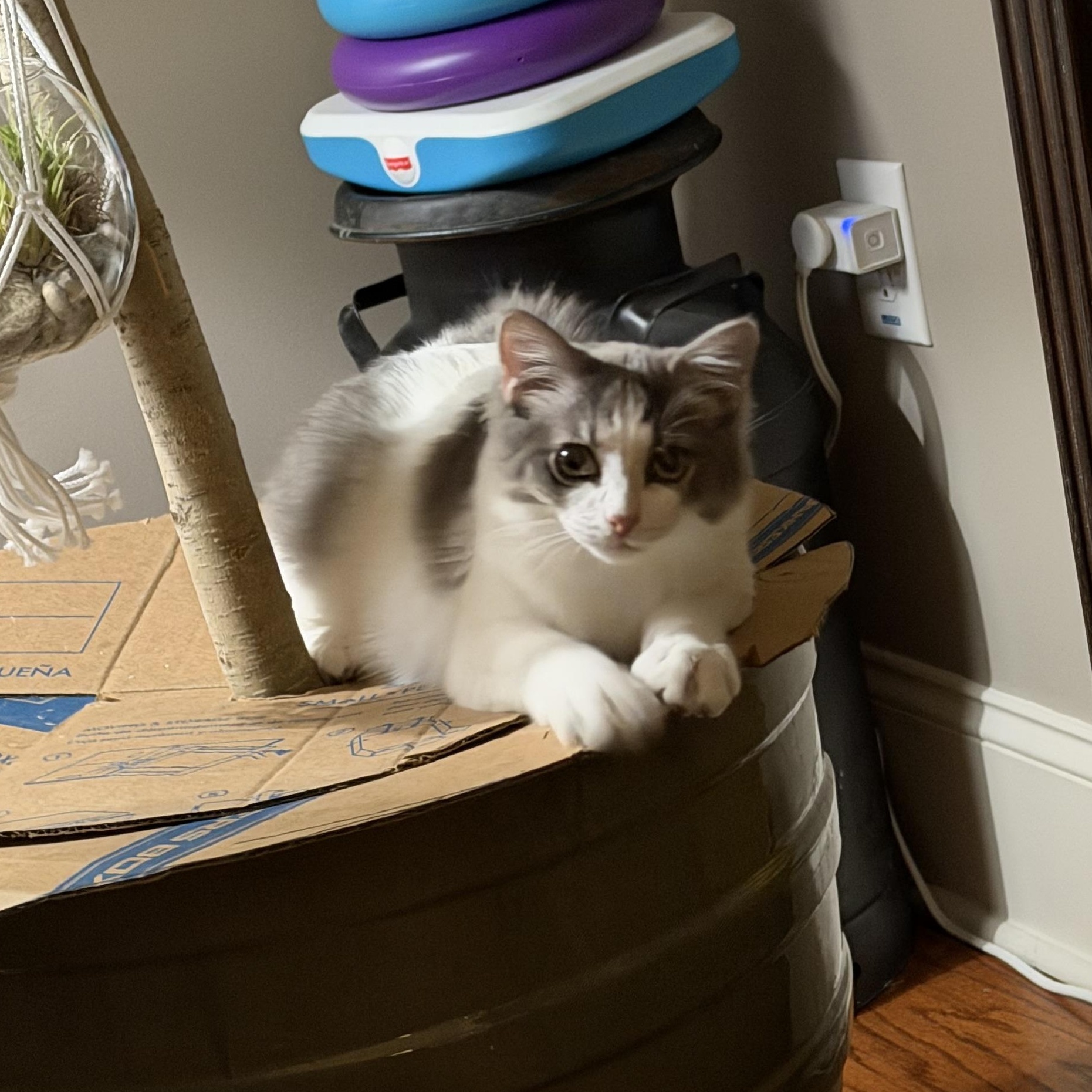 Enlarge Skip Bo, a ADOPTABLE Domestic Medium Hair in Duluth, GA image 1/3
