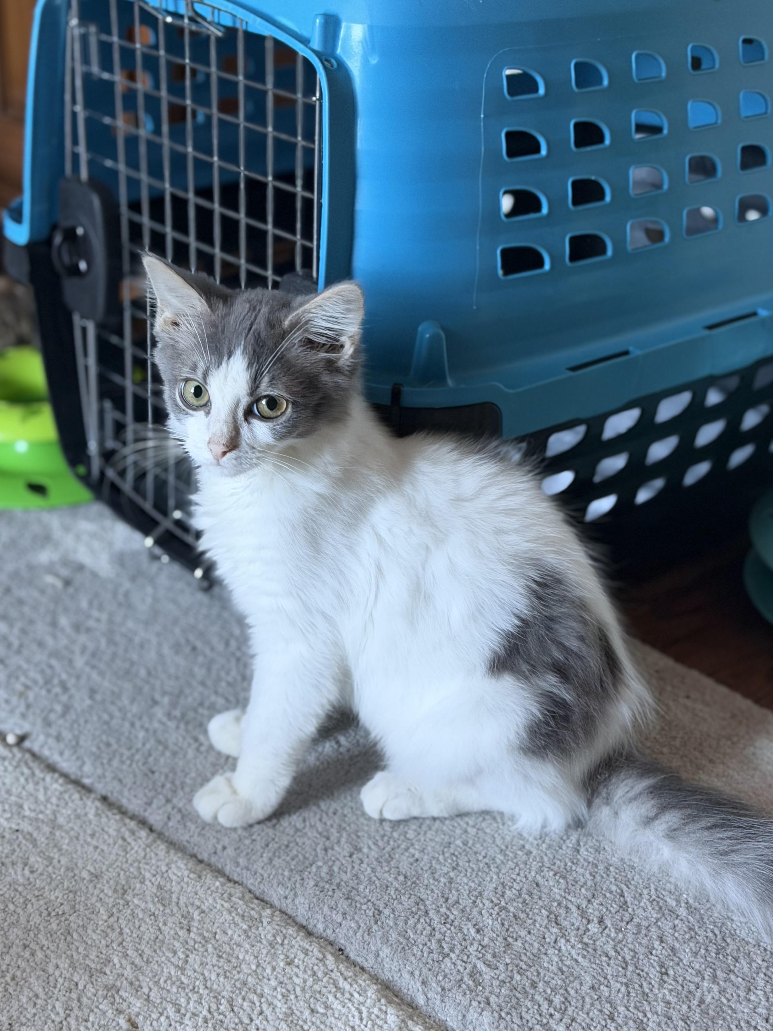 Enlarge Skip Bo, a ADOPTABLE Domestic Medium Hair in Duluth, GA image 2/3