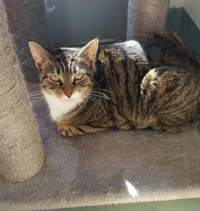Jill, Adoptable, Young Female Domestic Short Hair & Domestic Short Hair.