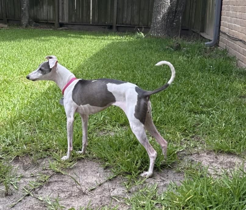 Enlarge Picciola "Peachie" - Katy, TX, a Adoptable Italian Greyhound in Bellaire, TX image 6/6