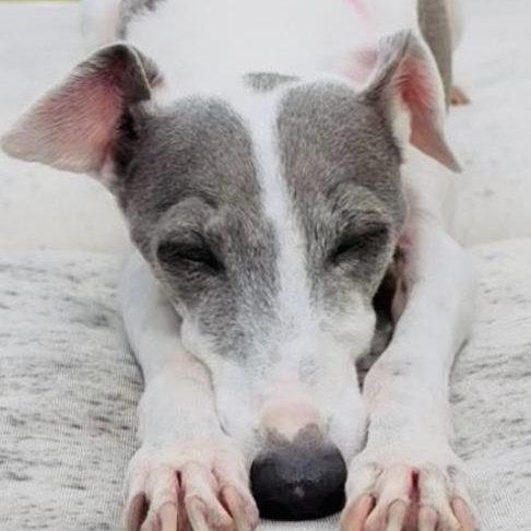 Enlarge Picciola "Peachie" - Katy, TX, a Adoptable Italian Greyhound in Bellaire, TX image 5/6