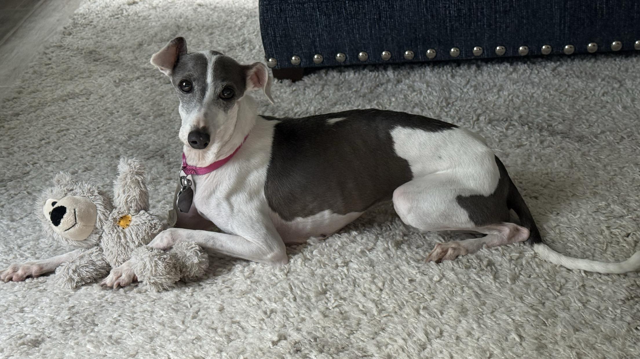 Enlarge Picciola "Peachie" - Katy, TX, a Adoptable Italian Greyhound in Bellaire, TX image 4/6