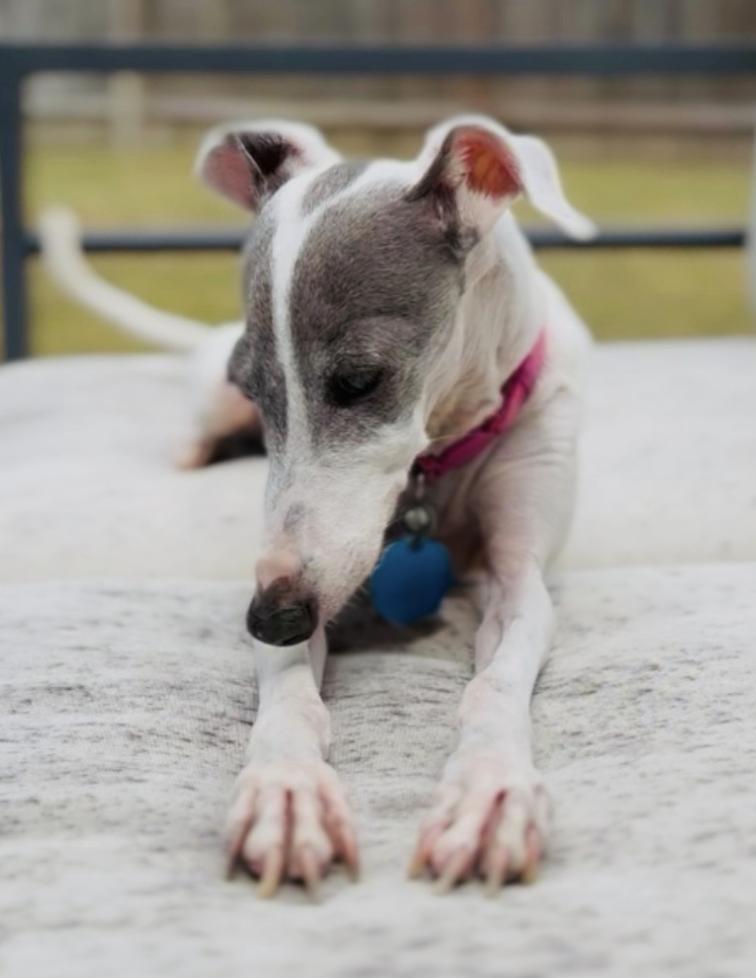 Enlarge Picciola "Peachie" - Katy, TX, a Adoptable Italian Greyhound in Bellaire, TX image 3/6