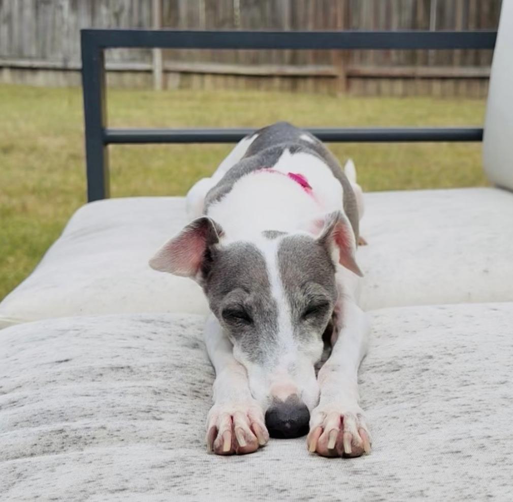 Picciola "Peachie" - Katy, TX, Adoptable, Senior Female Italian Greyhound.