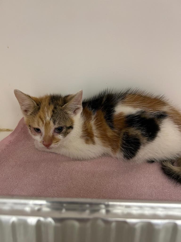 Buttercup, Adoptable, Kitten Female Domestic Short Hair.