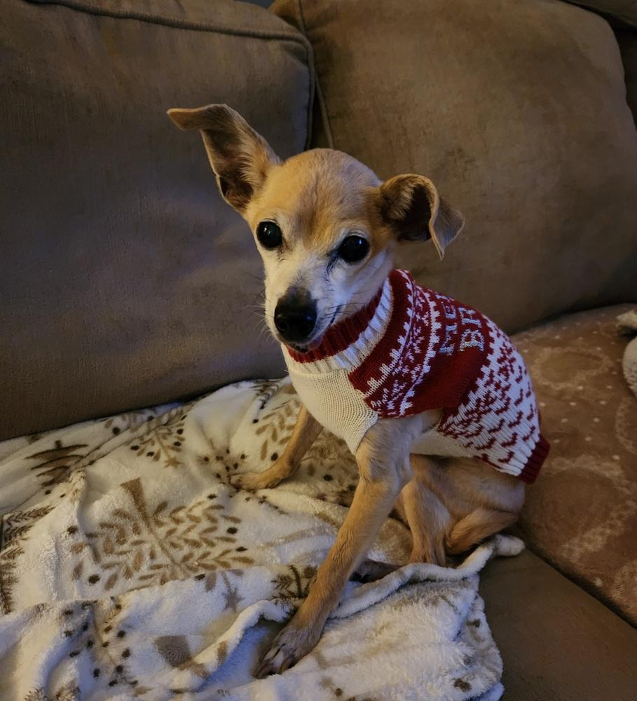 Enlarge Harper, a Adoptable mixed breed in Winter Garden, FL image 1/3