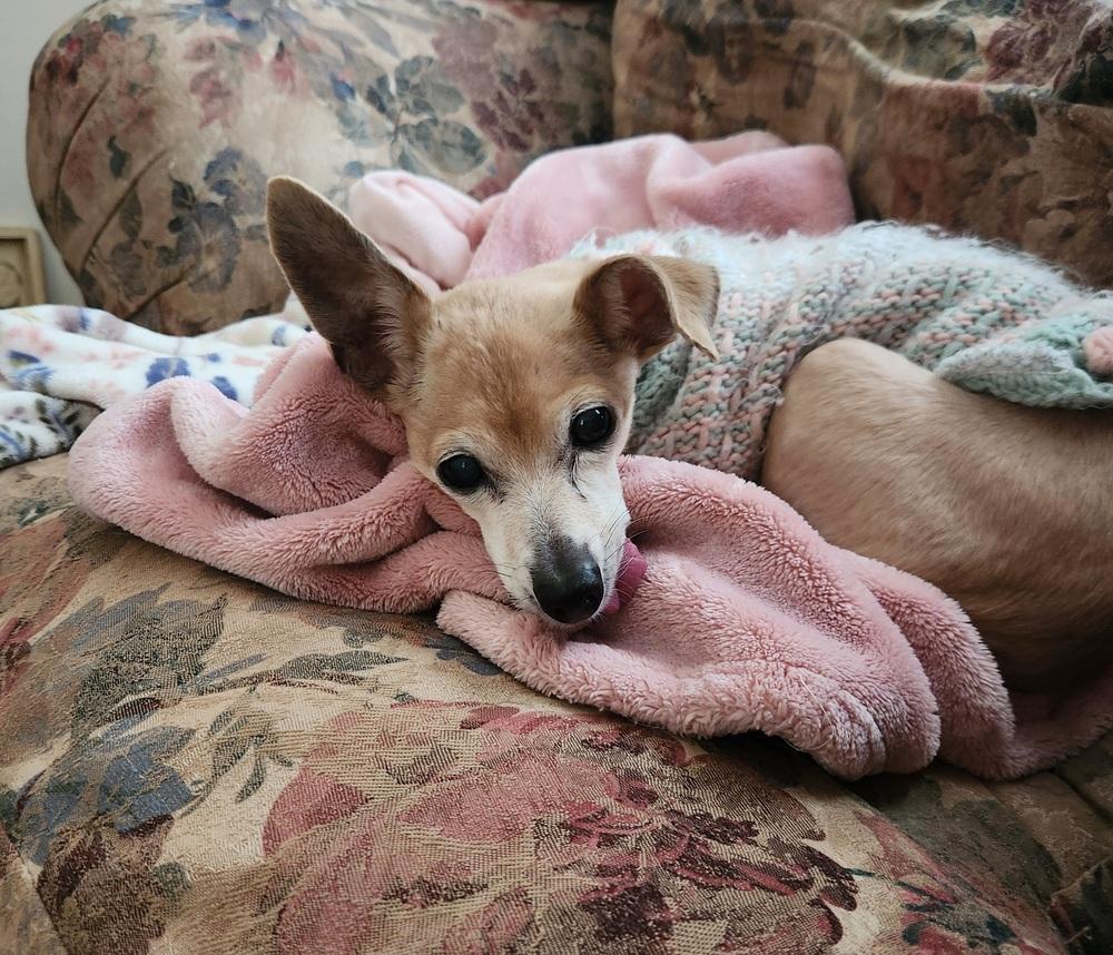 Enlarge Harper, a Adoptable mixed breed in Winter Garden, FL image 2/3