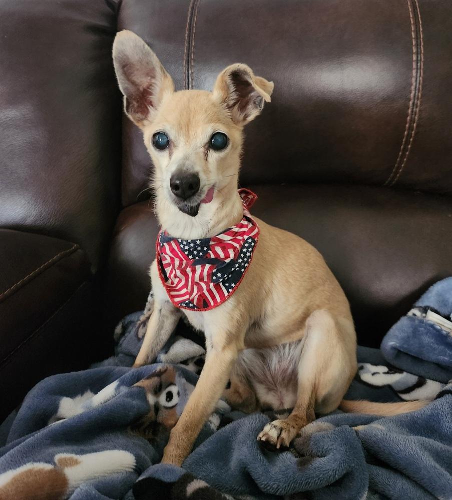 Enlarge Harper, a Adoptable mixed breed in Winter Garden, FL image 3/3