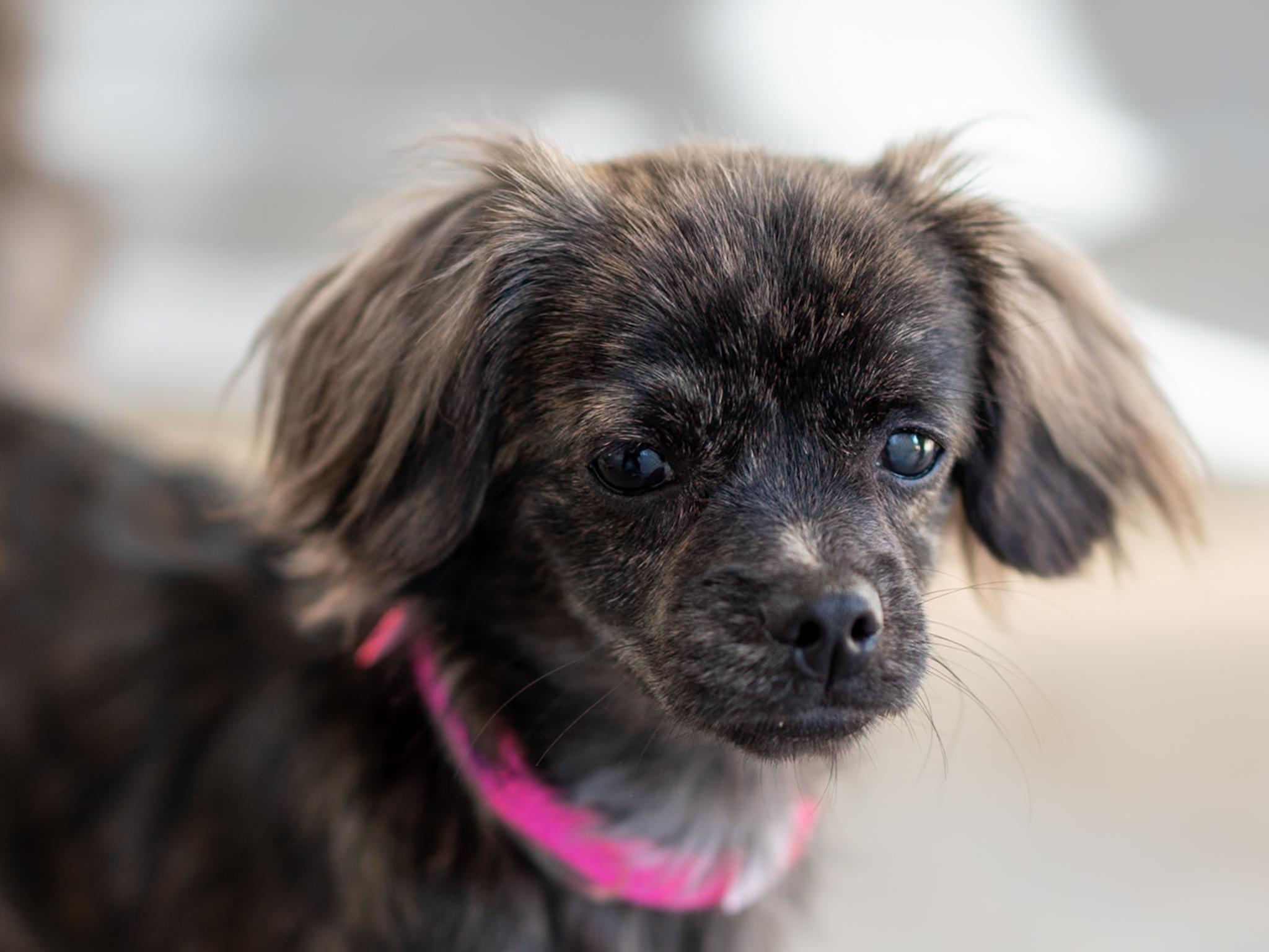 Enlarge TINA, a Adopted mixed breed in Fresno, CA image 4/6