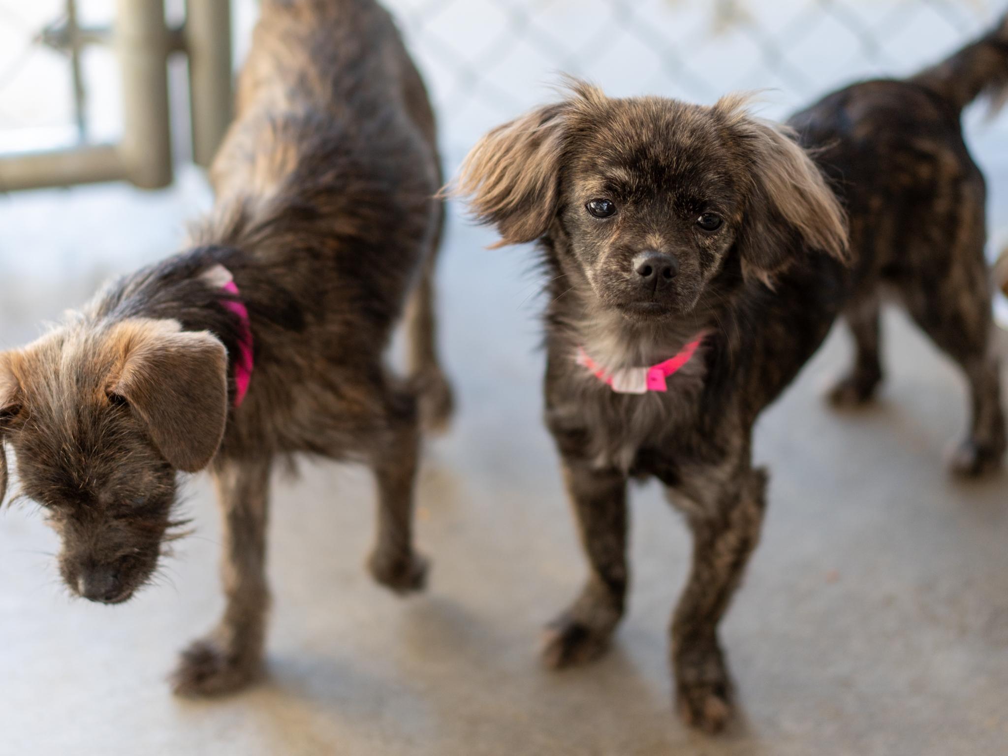 Enlarge TINA, a Adopted mixed breed in Fresno, CA image 2/6