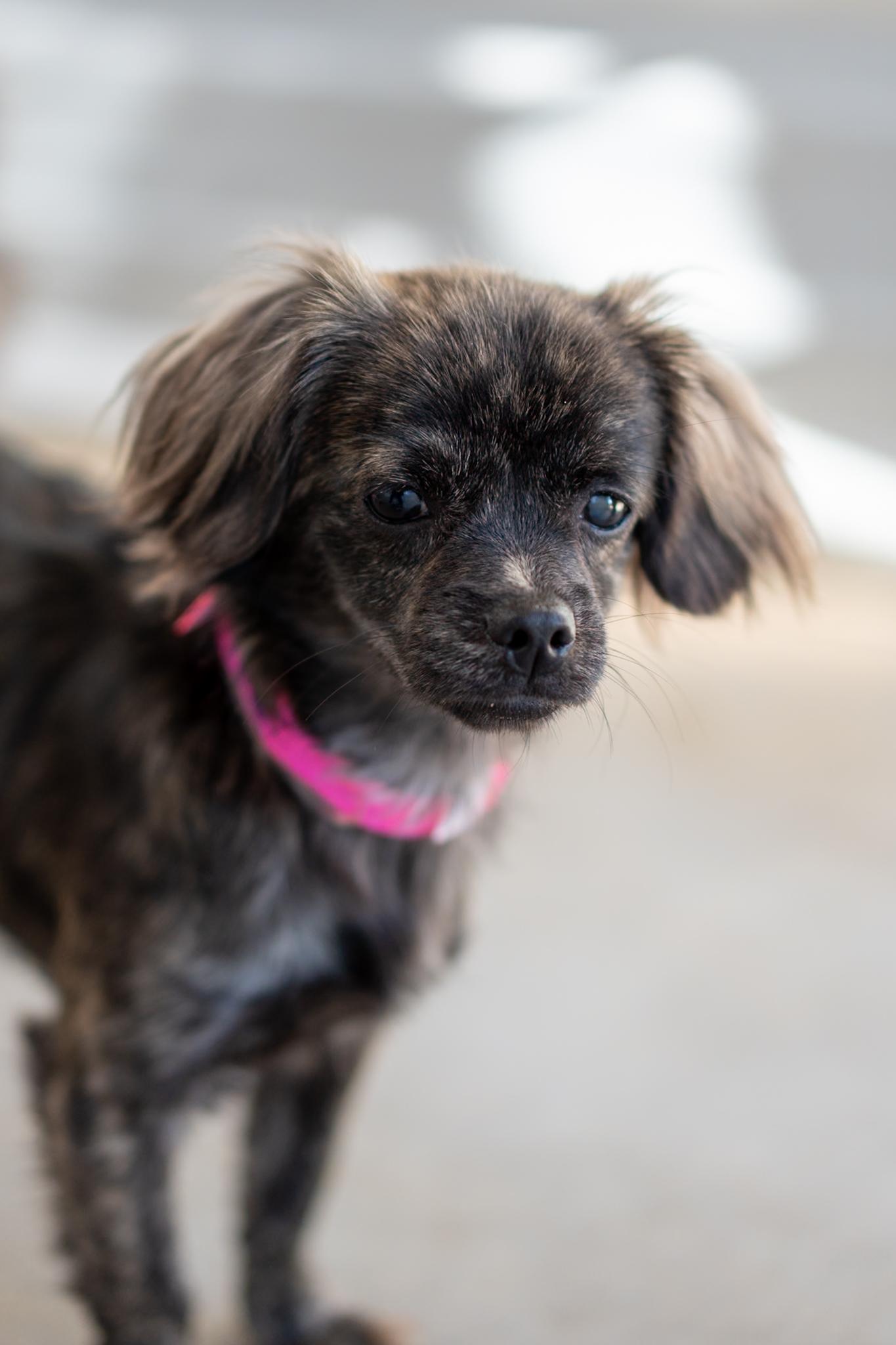Enlarge TINA, a Adopted mixed breed in Fresno, CA image 6/6