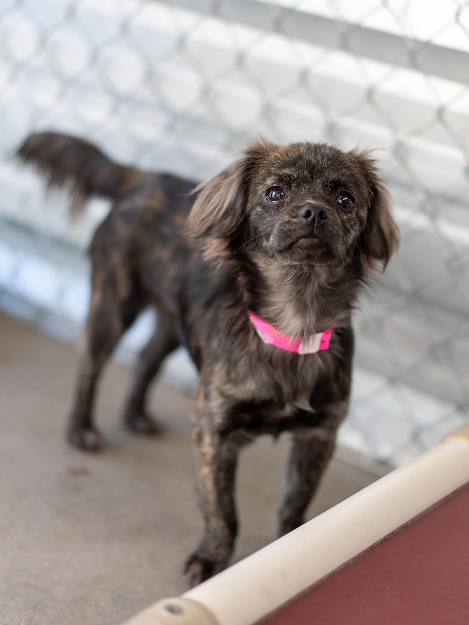 Enlarge TINA, a Adopted mixed breed in Fresno, CA image 5/6