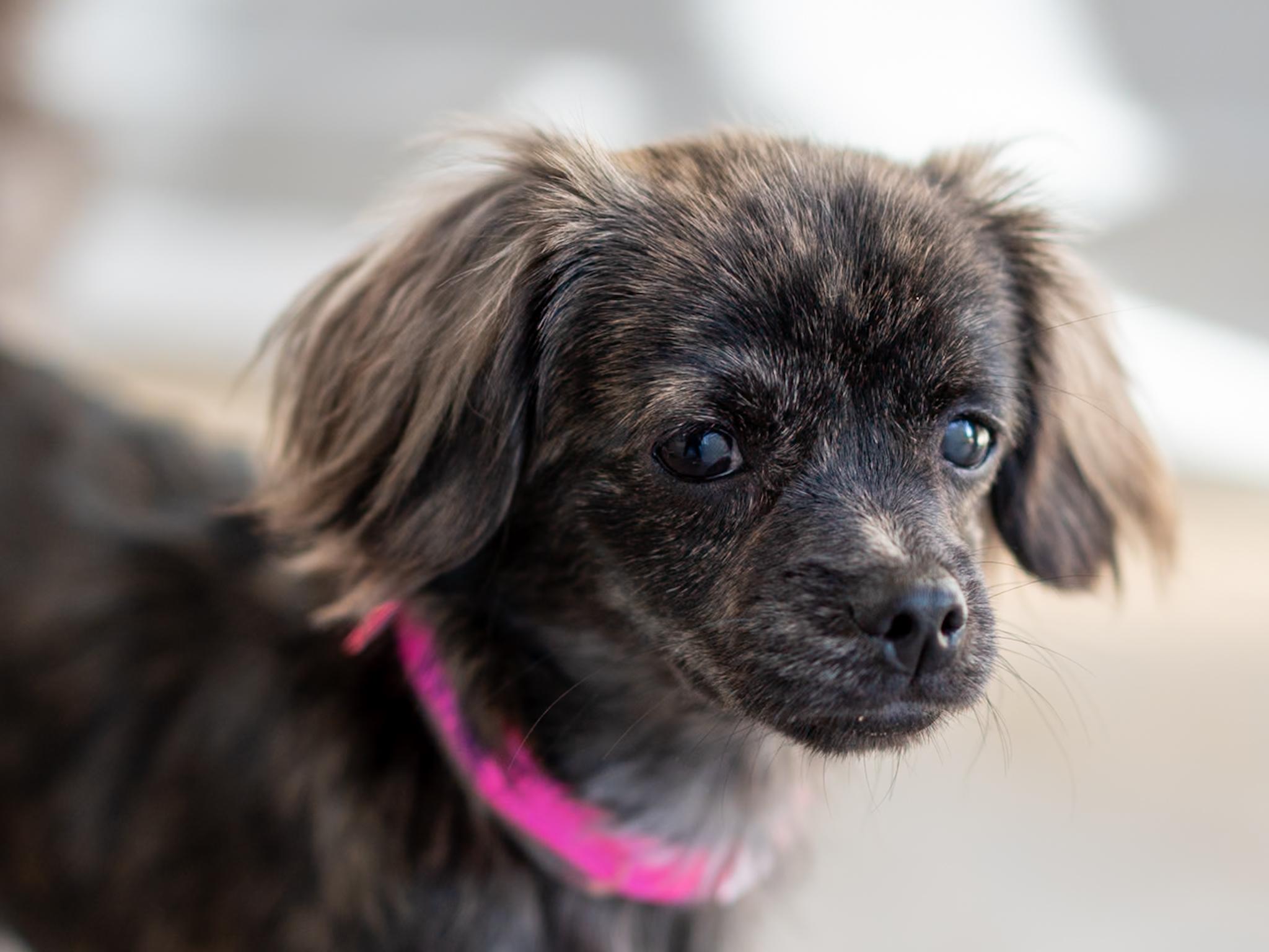Enlarge TINA, a Adopted mixed breed in Fresno, CA image 1/6