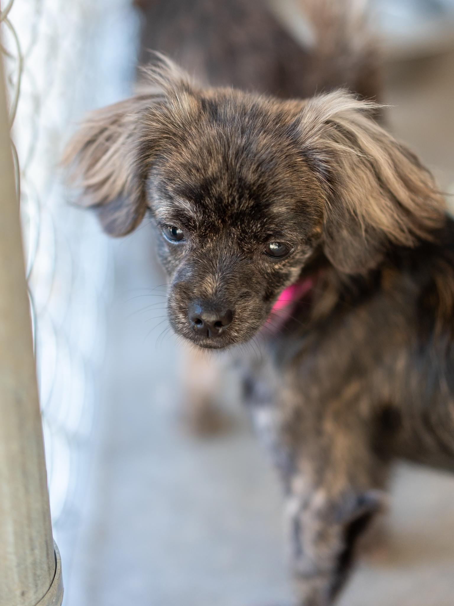 Enlarge TINA, a Adopted mixed breed in Fresno, CA image 3/6