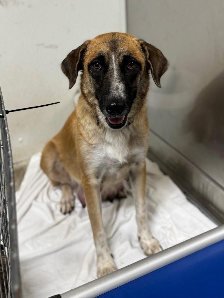 Sunny, Adoptable, Young Female Shepherd & Mixed Breed.