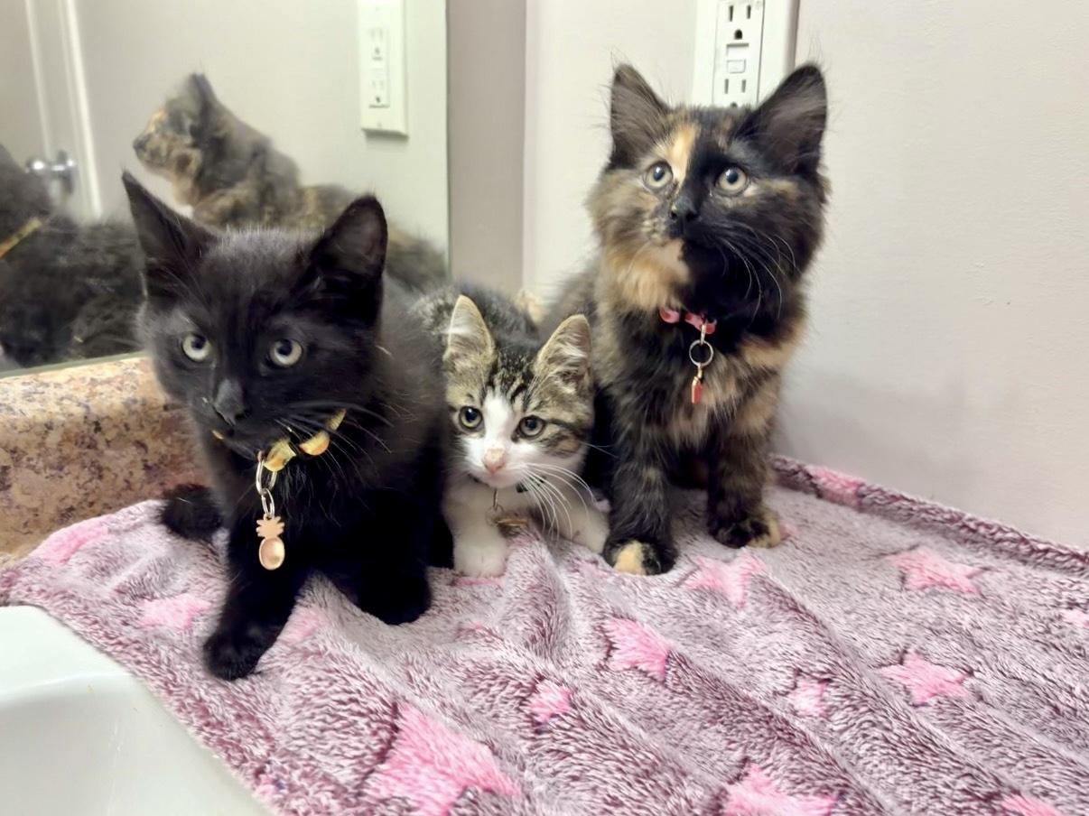 Enlarge Brownie, an adoptable Domestic Short Hair in Wakefield, QC image 5/6