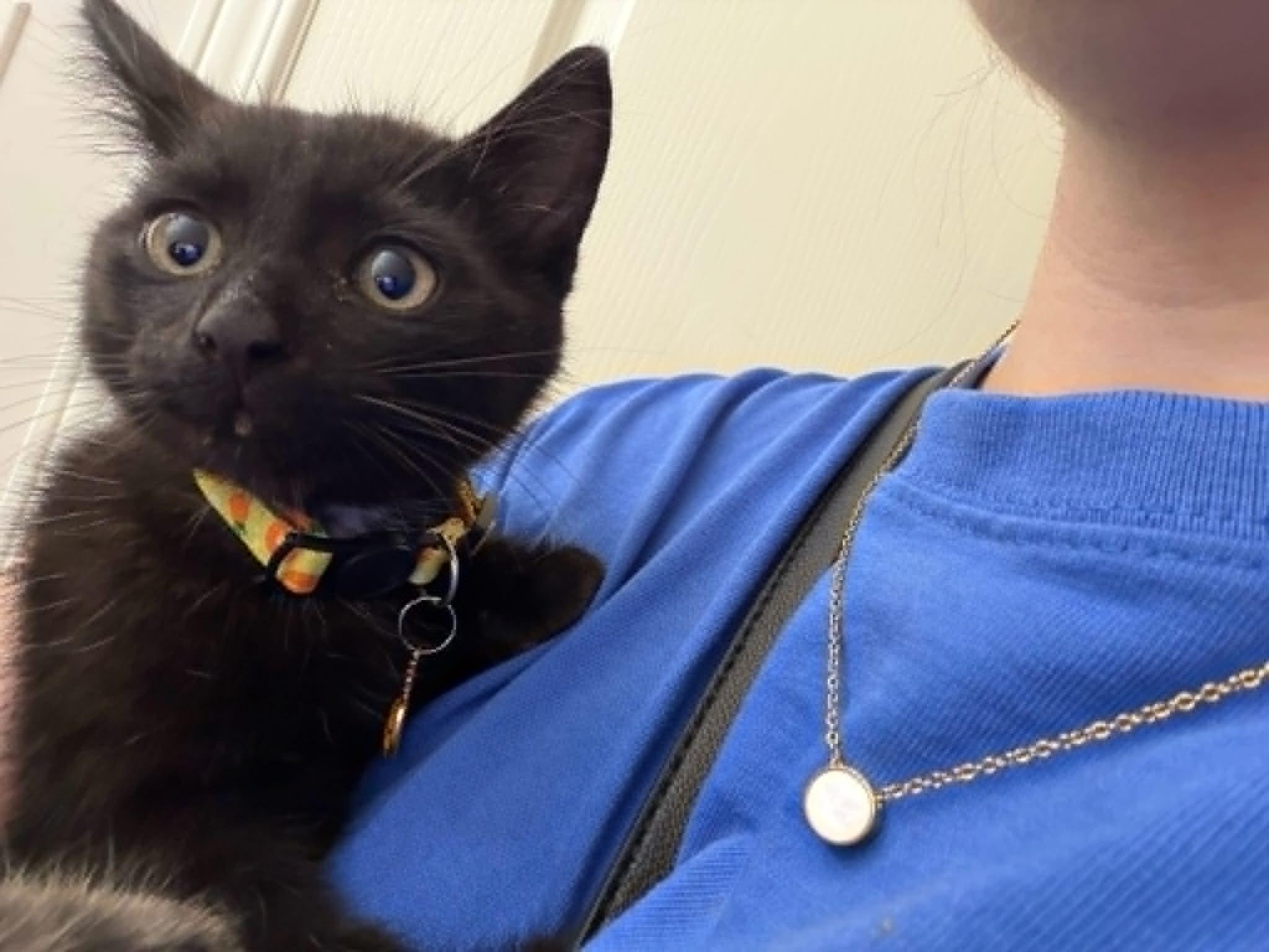 Enlarge Brownie, an adoptable Domestic Short Hair in Wakefield, QC image 3/6