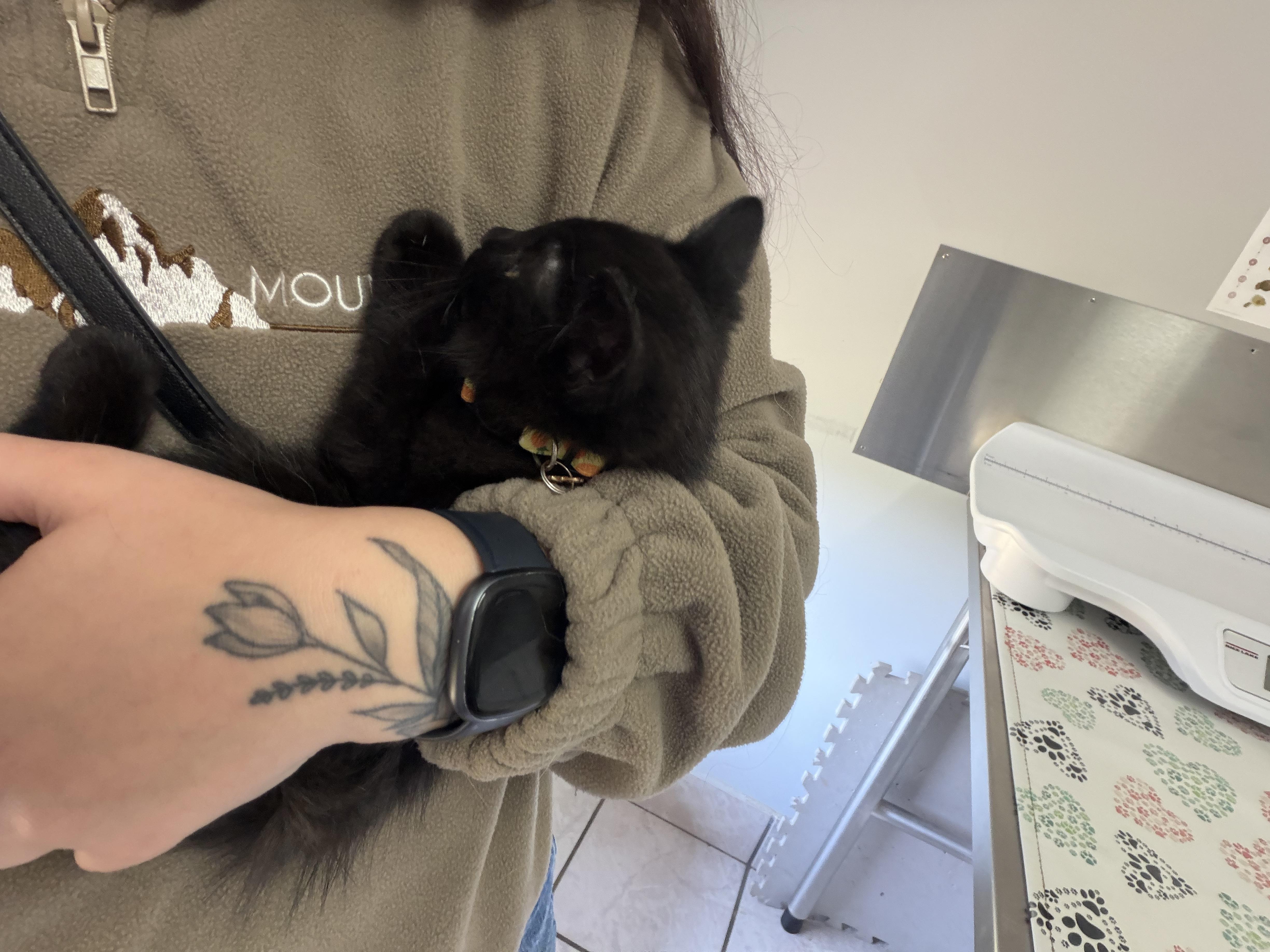Enlarge Brownie, an adoptable Domestic Short Hair in Wakefield, QC image 2/6