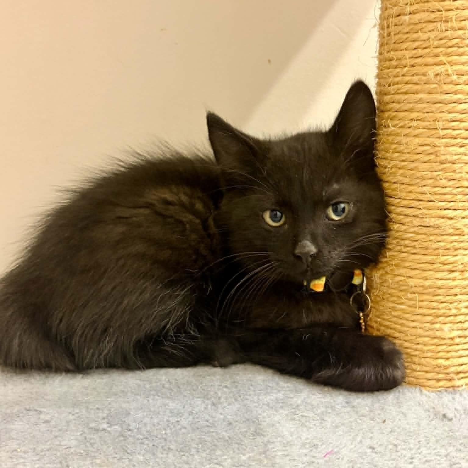 Brownie, adoptable, Kitten Male Domestic Short Hair.