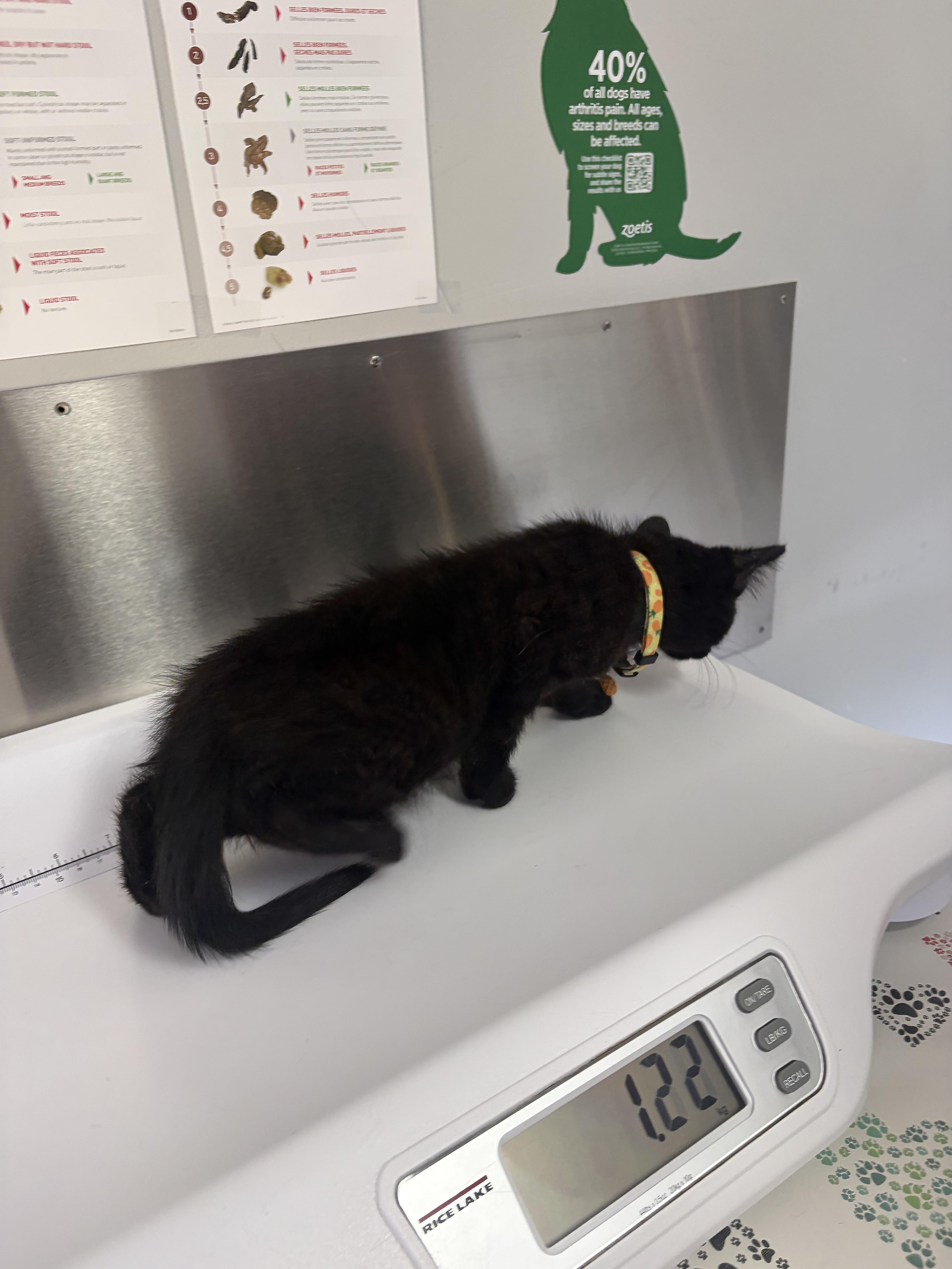 Enlarge Brownie, an adoptable Domestic Short Hair in Wakefield, QC image 6/6
