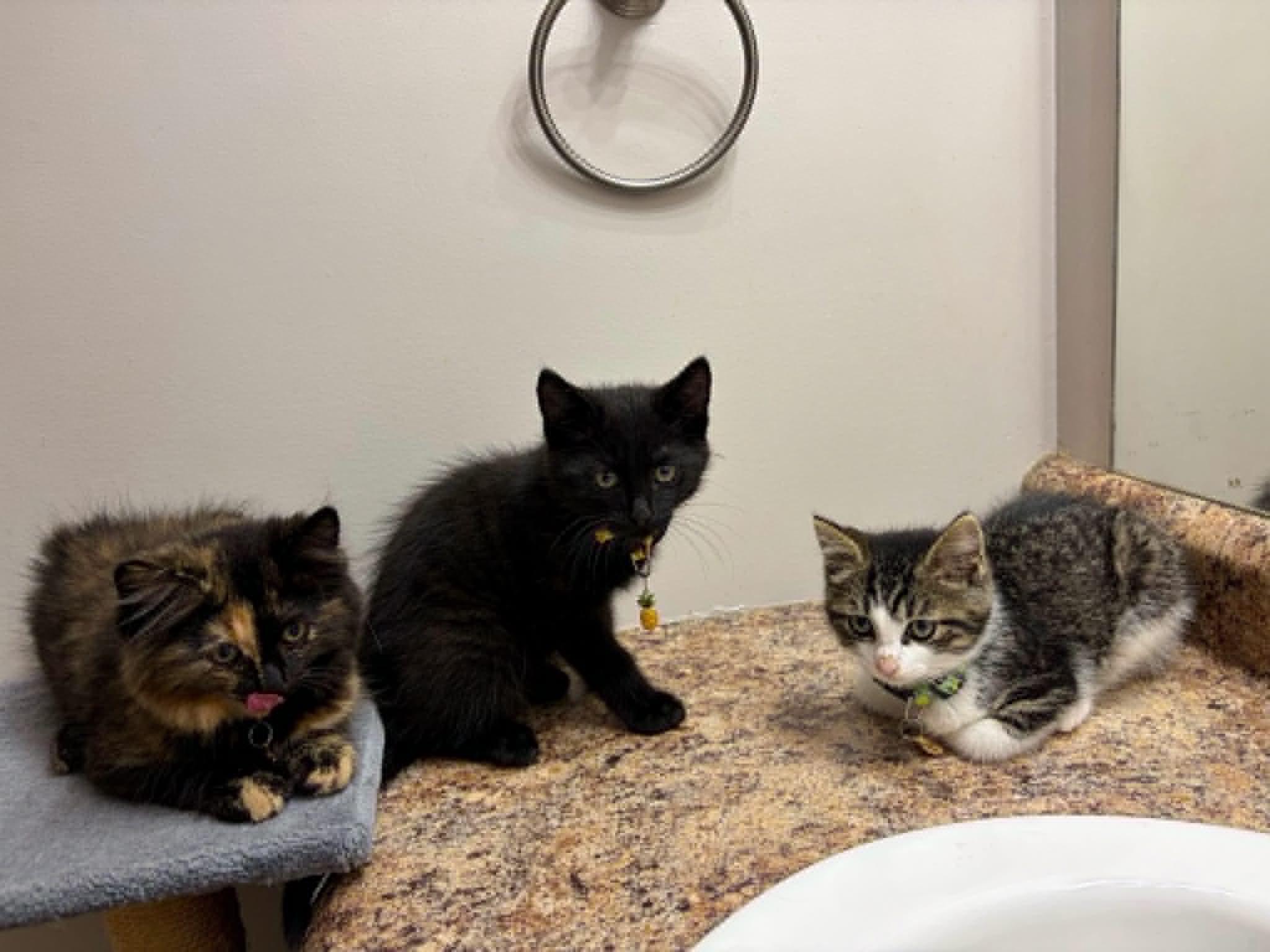 Enlarge Brownie, an adoptable Domestic Short Hair in Wakefield, QC image 4/6