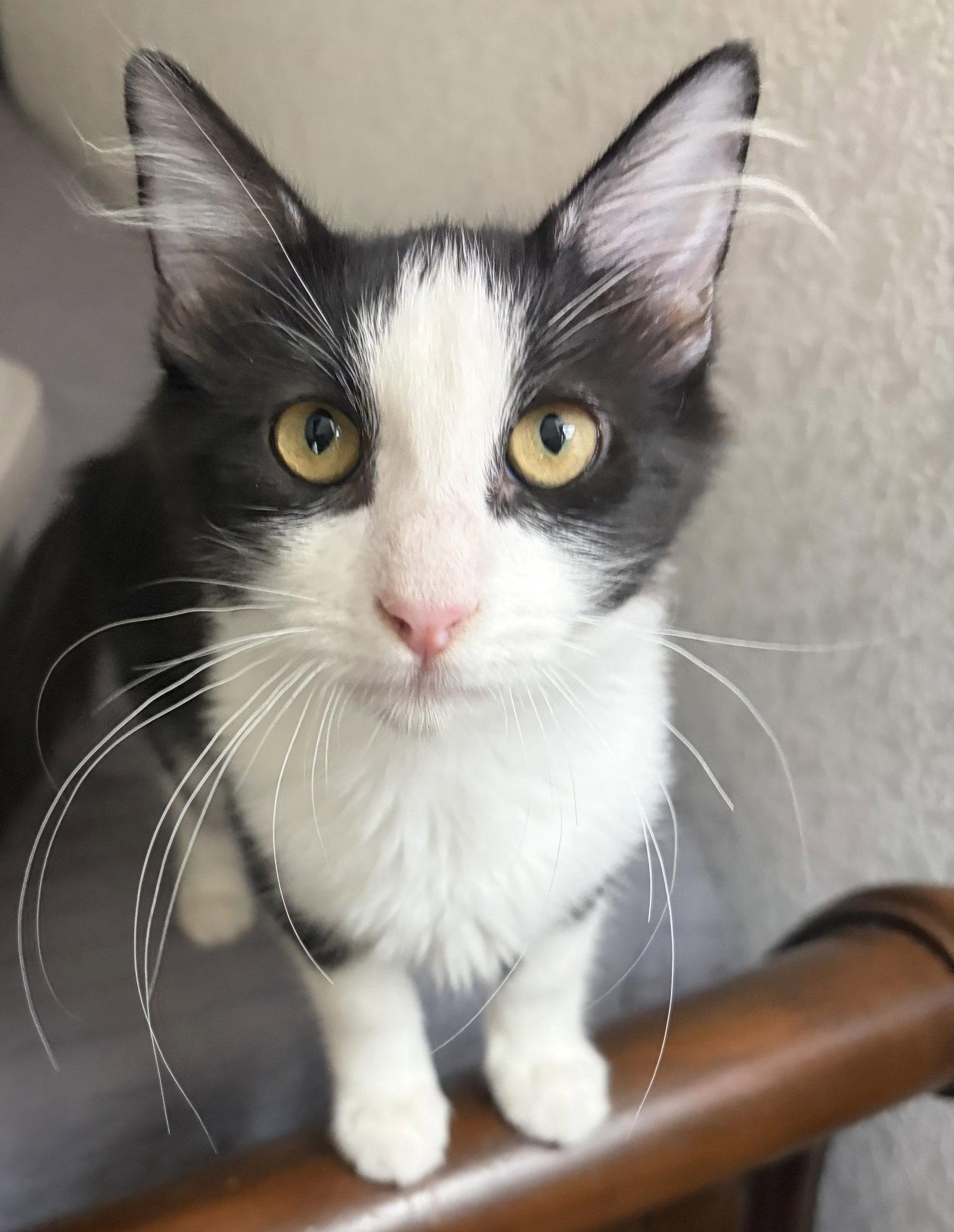 Flower ( Lisa ), Adoptable, Young Male Tuxedo.