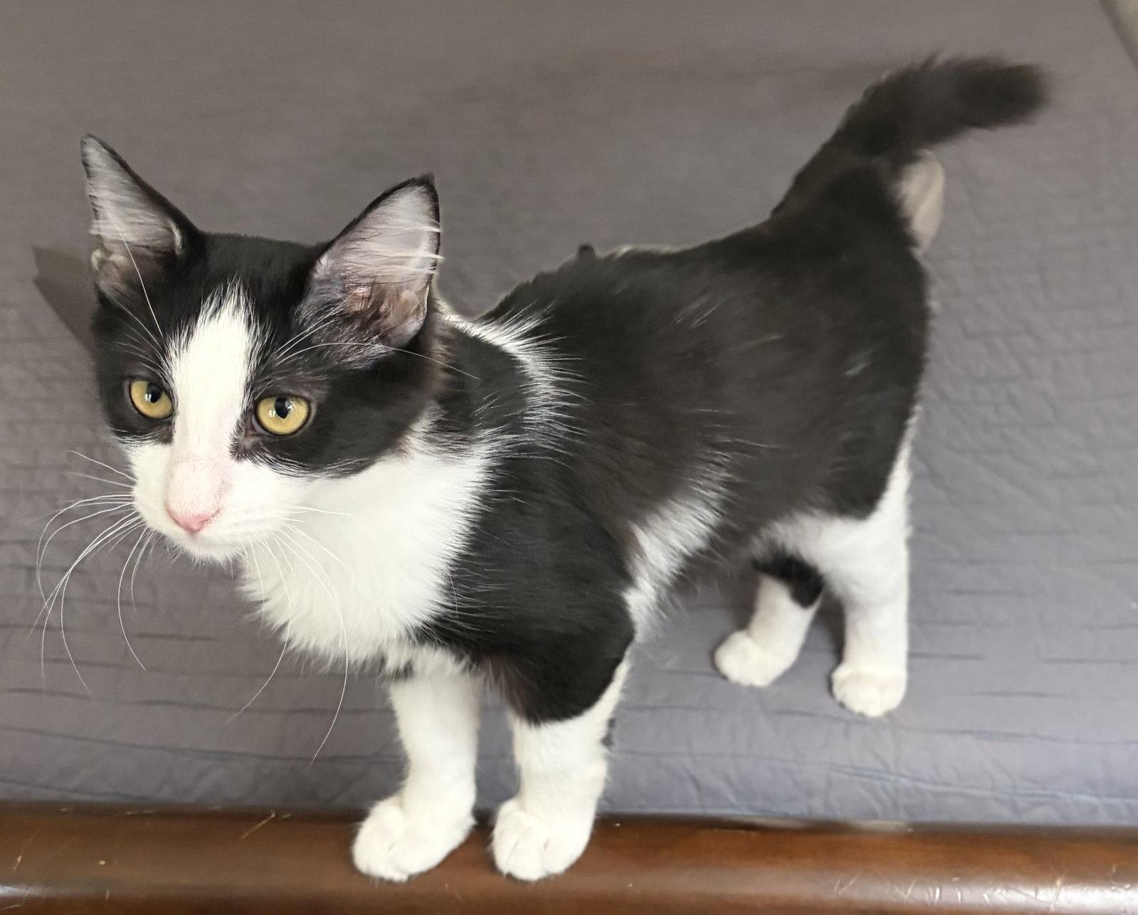 Flower ( Lisa ), a Adoptable Tuxedo in Vallejo, CA image 2/3