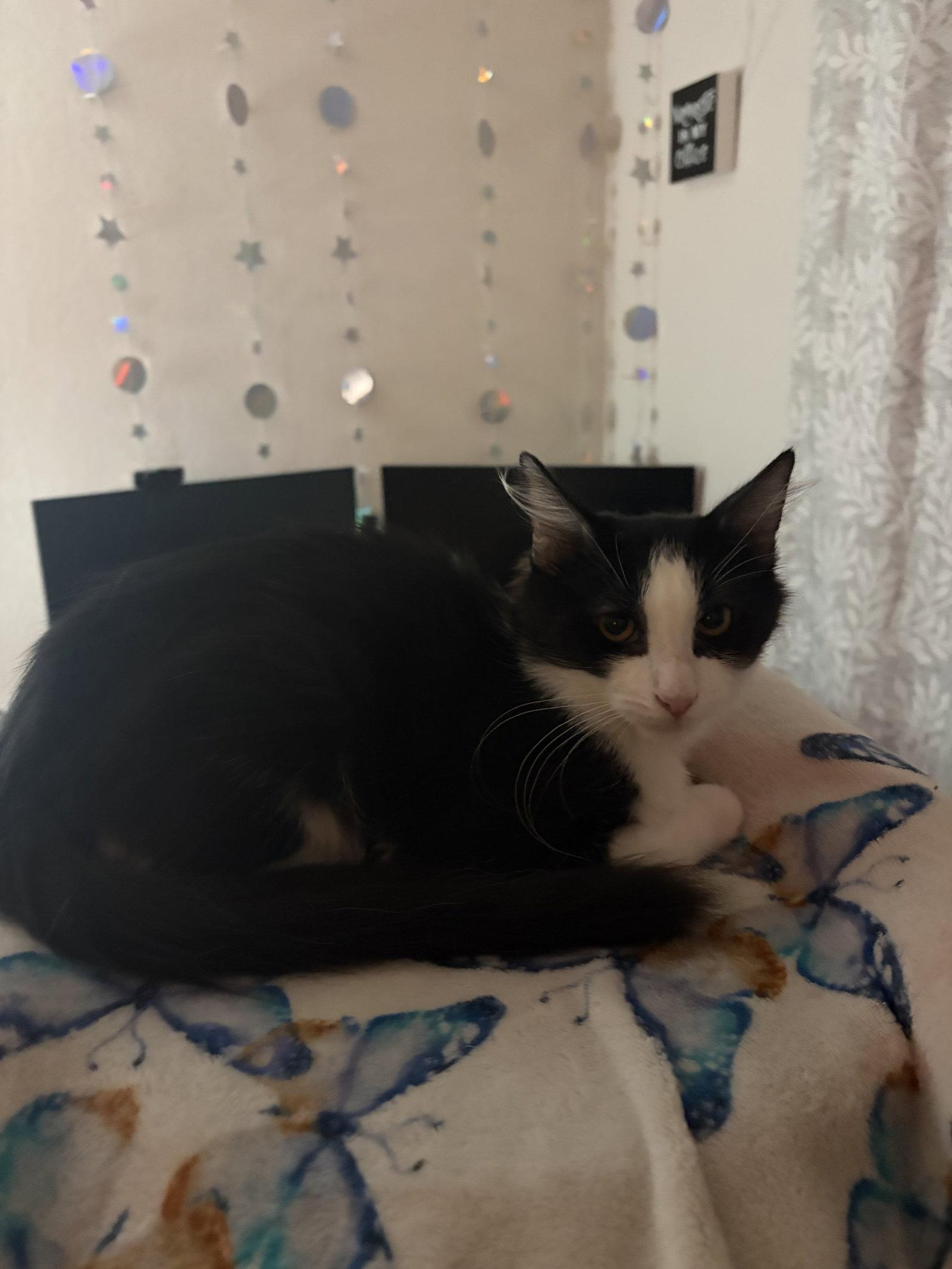 Flower ( Lisa ), a Adoptable Tuxedo in Vallejo, CA image 3/3