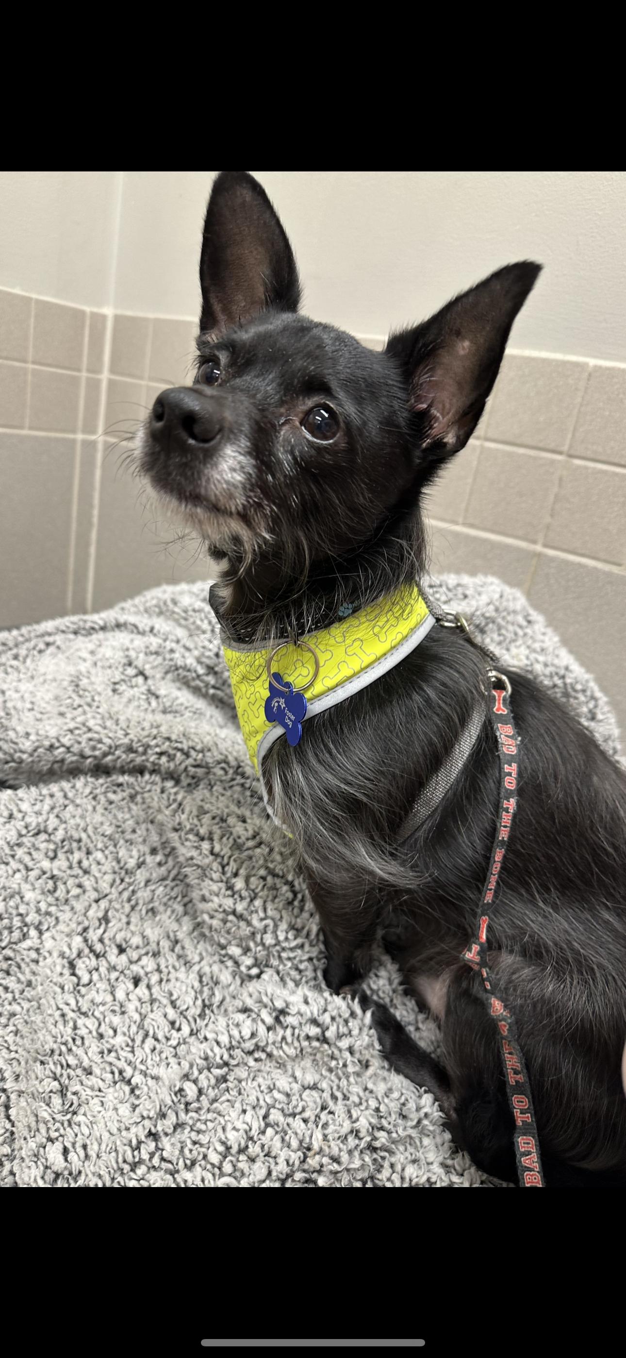 Enlarge Pablo, a Adoptable mixed breed in Lockport, IL image 1/6