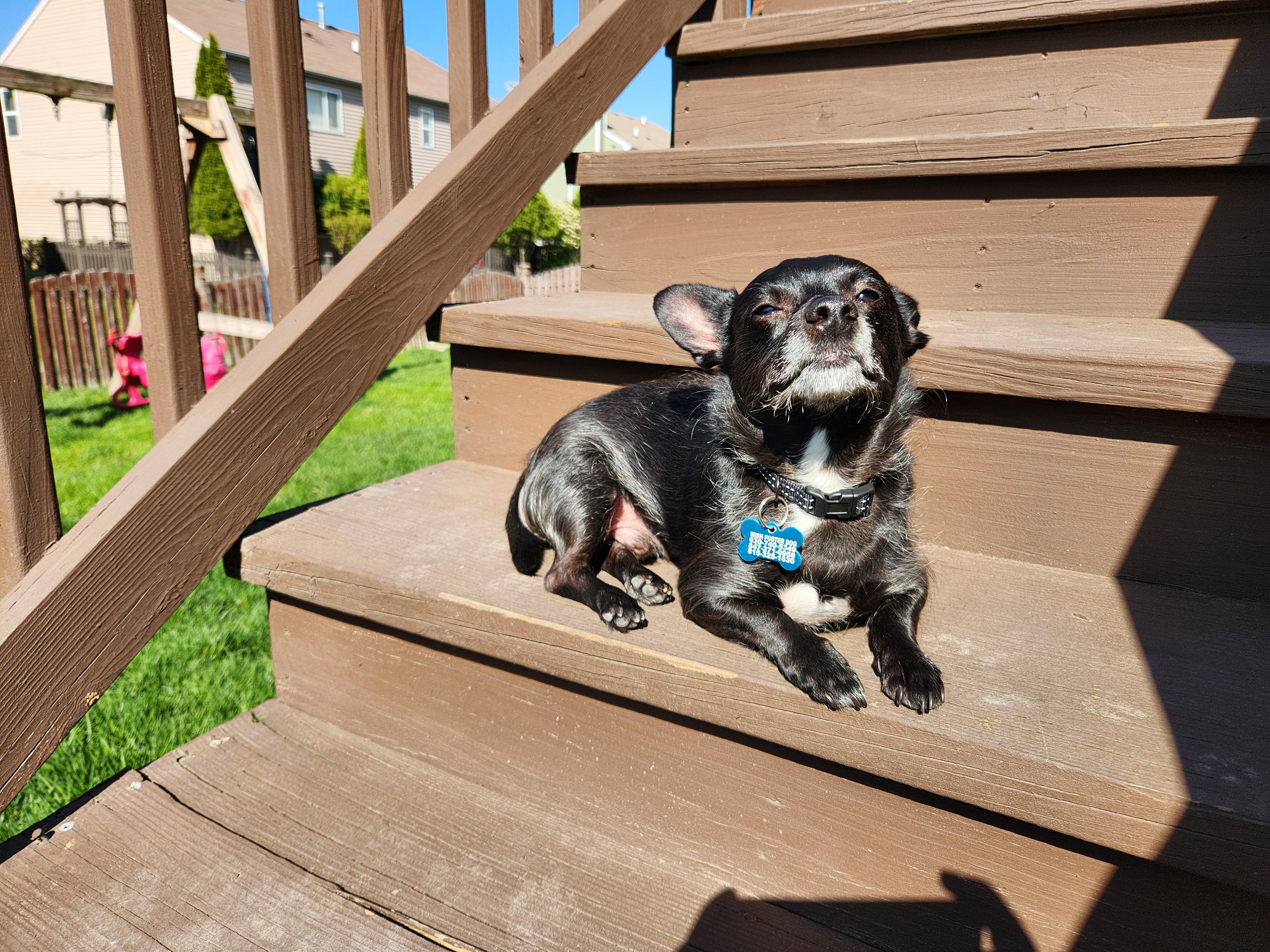 Enlarge Pablo, a Adoptable mixed breed in Lockport, IL image 2/6