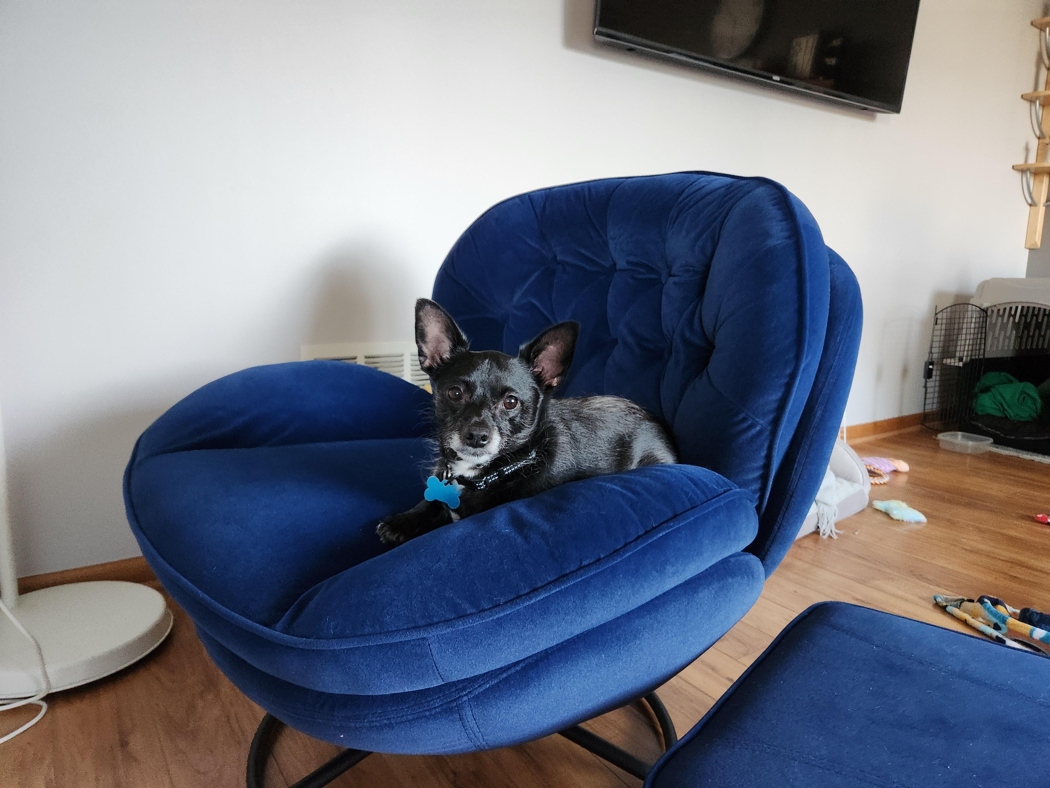 Enlarge Pablo, a Adoptable mixed breed in Lockport, IL image 3/6