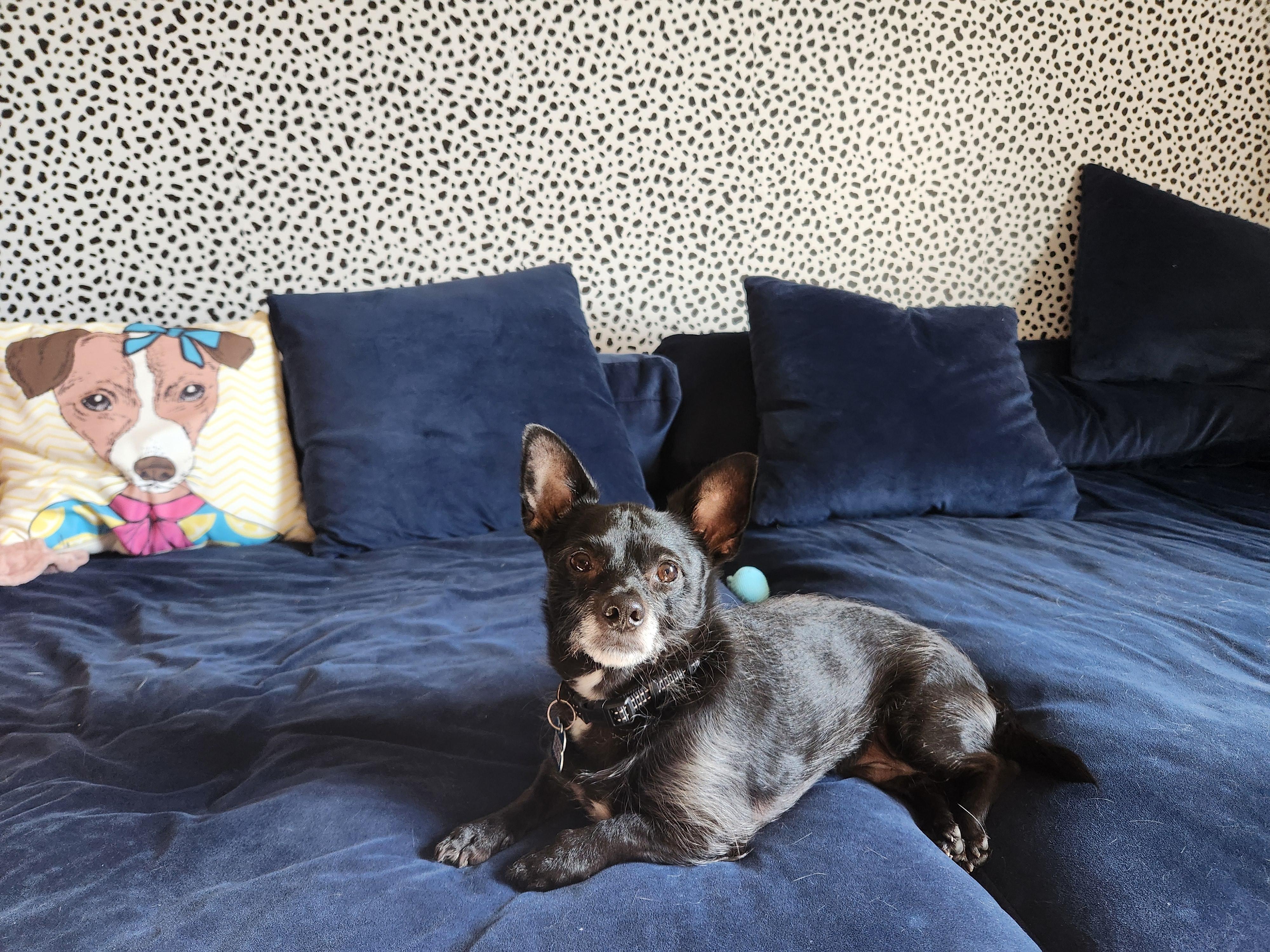 Enlarge Pablo, a Adoptable mixed breed in Lockport, IL image 4/6