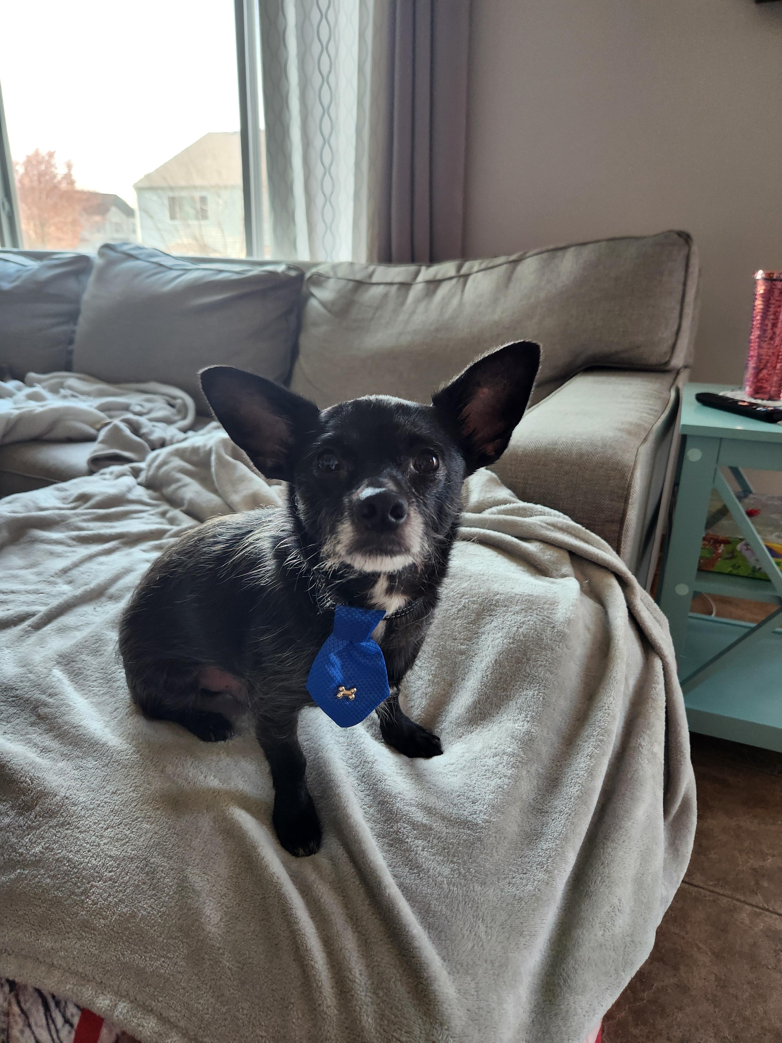 Enlarge Pablo, a Adoptable mixed breed in Lockport, IL image 5/6