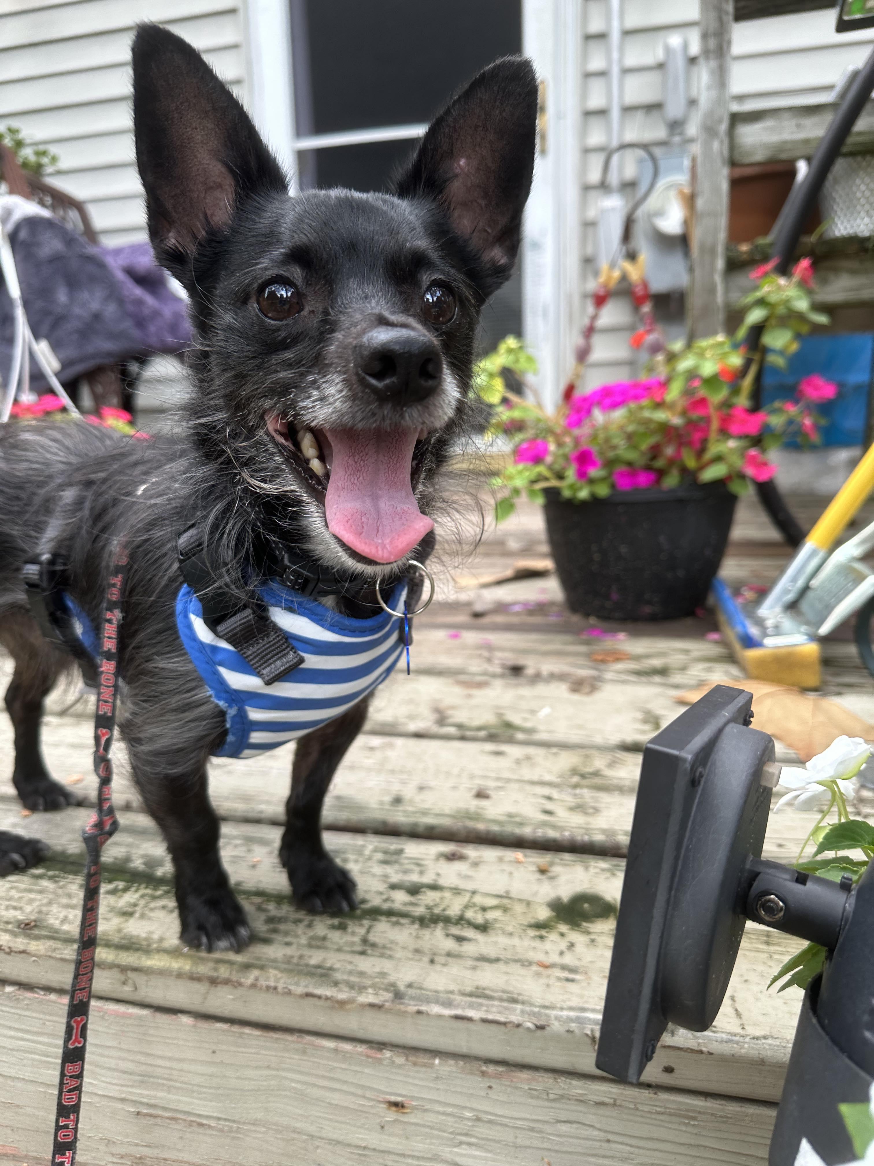 Enlarge Pablo, a Adoptable mixed breed in Lockport, IL image 6/6