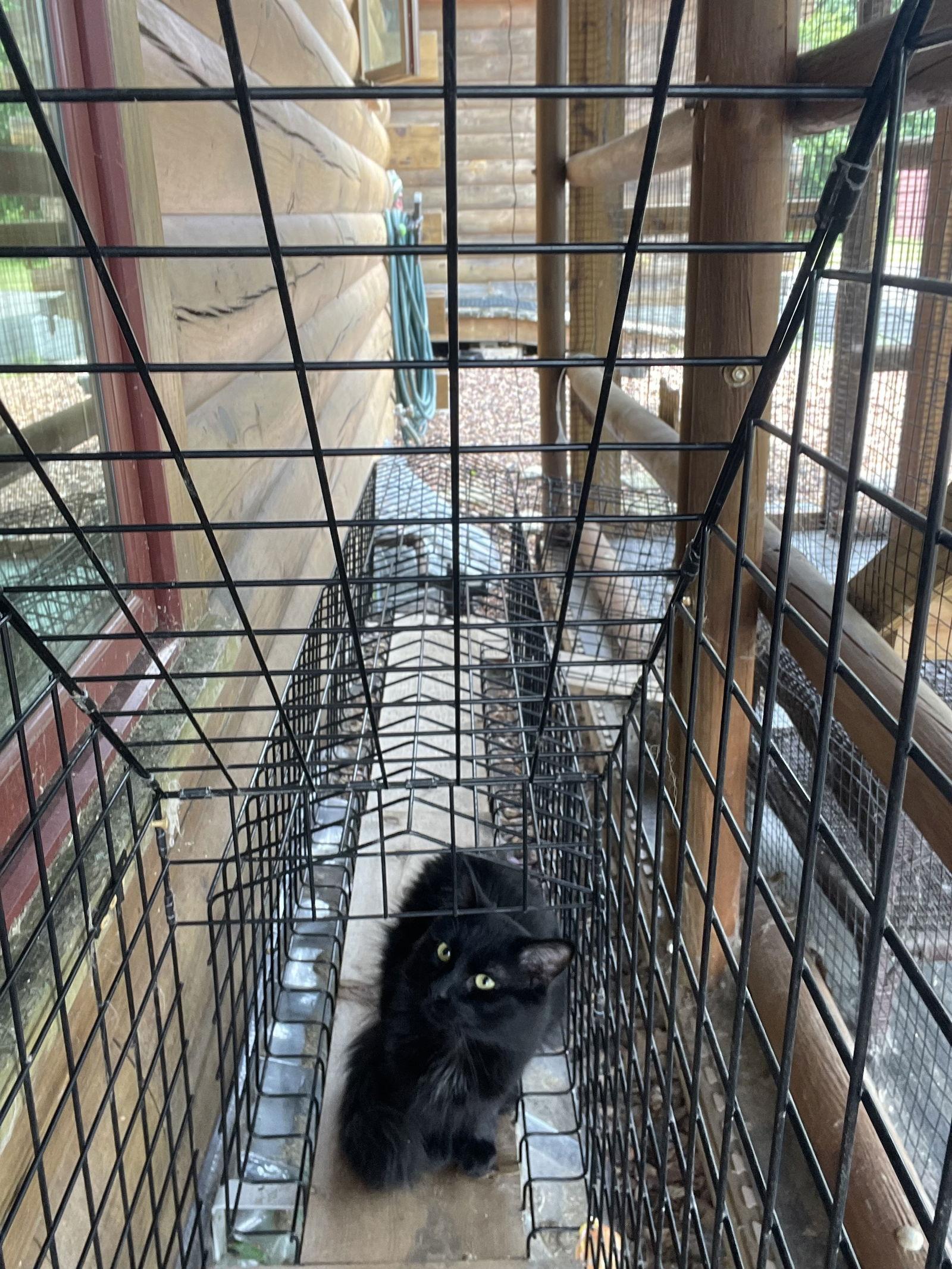 Fudge, Adoptable, Adult Male Maine Coon & Domestic Long Hair.