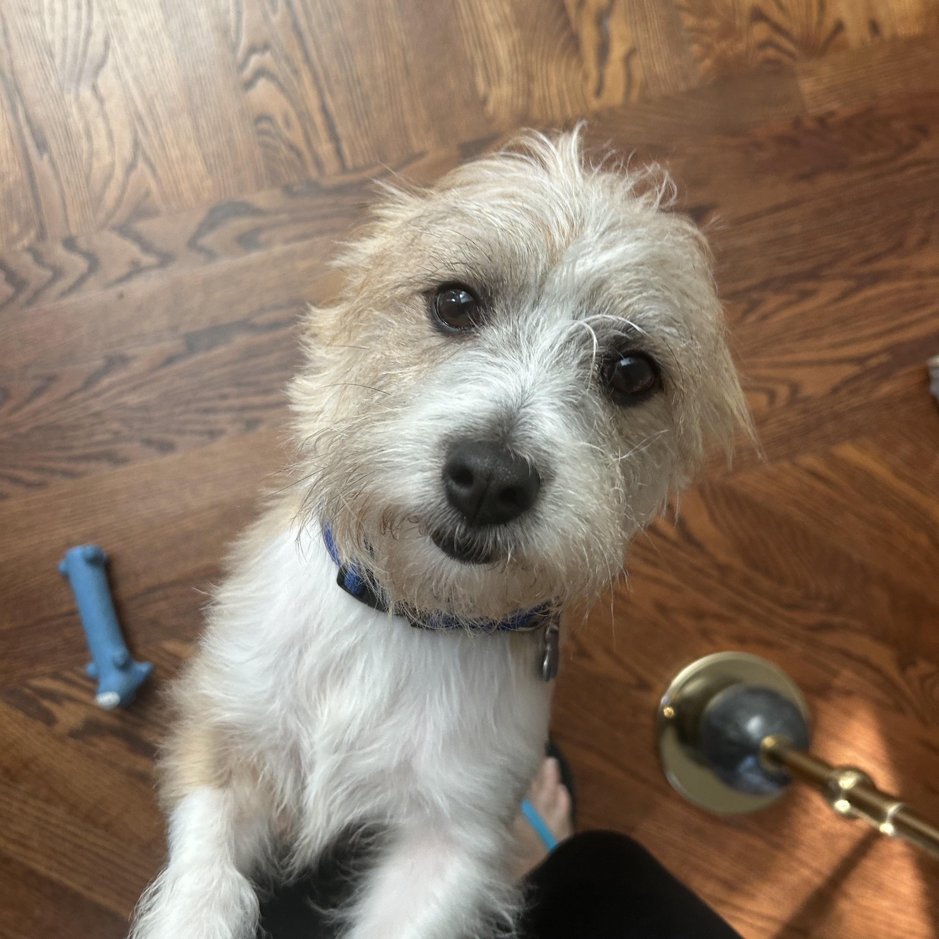 Oliver, an adopted Wirehaired Terrier in Batavia, IL image 5/5