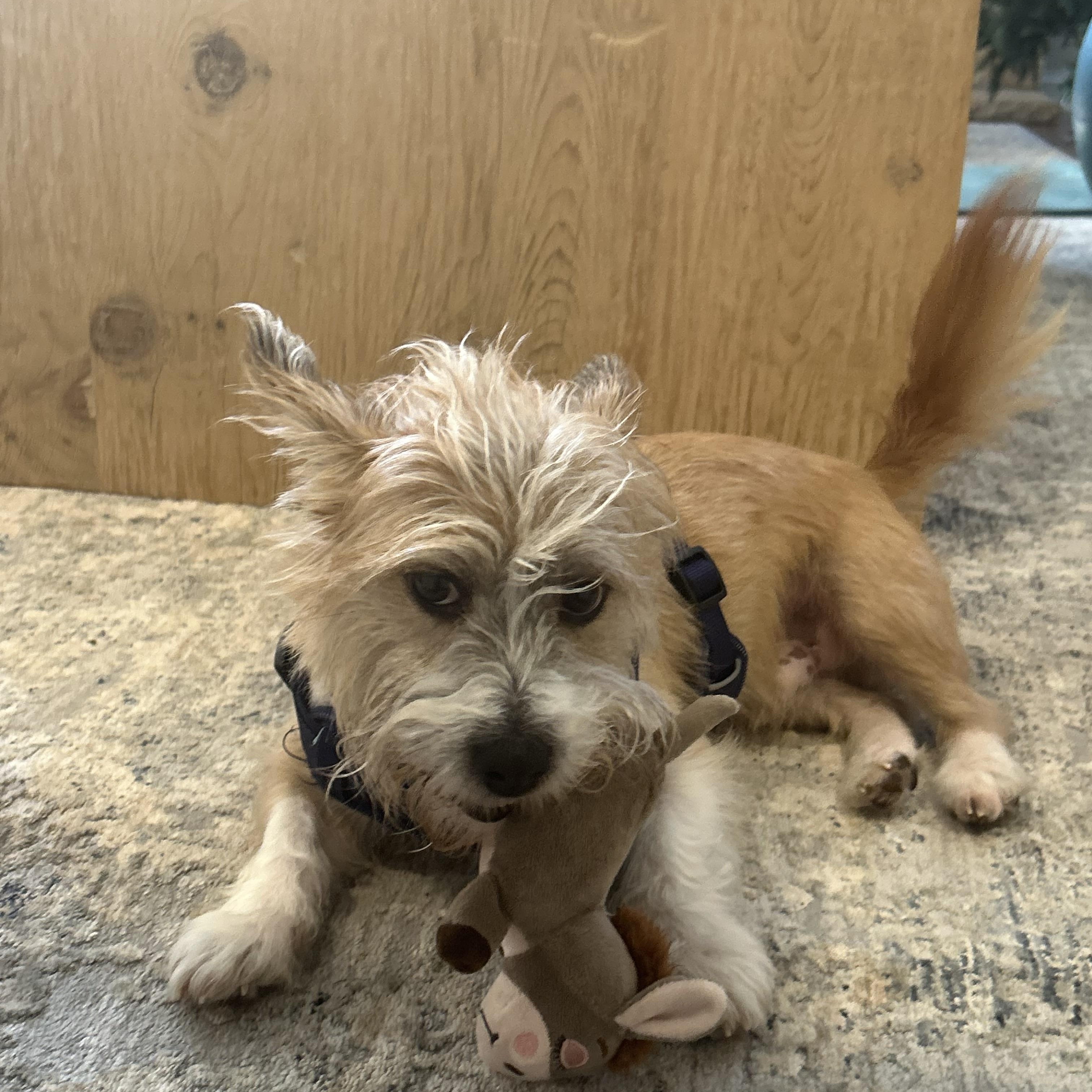 Oliver, an adopted Wirehaired Terrier in Batavia, IL image 4/5