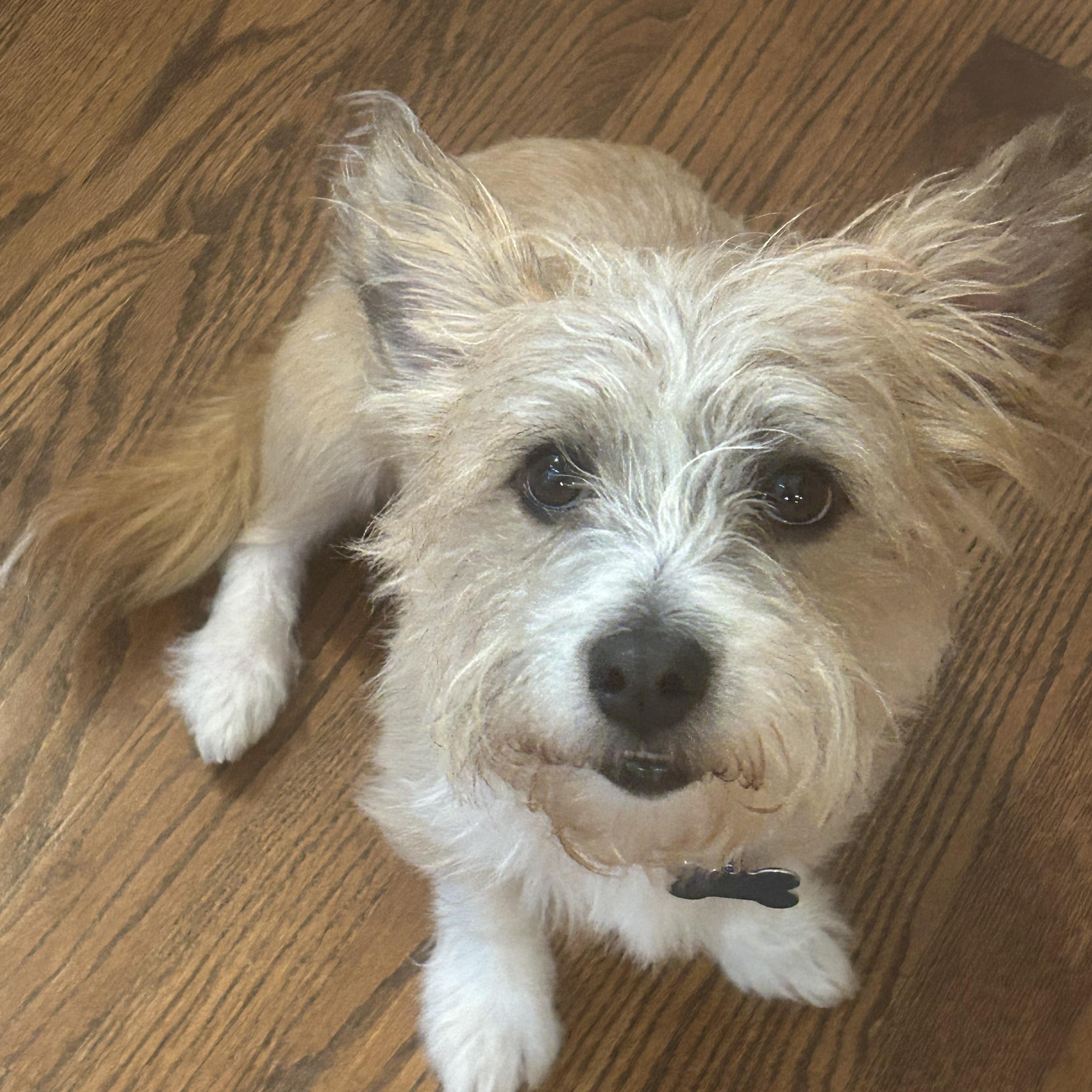 Oliver, an adopted Wirehaired Terrier in Batavia, IL image 1/5