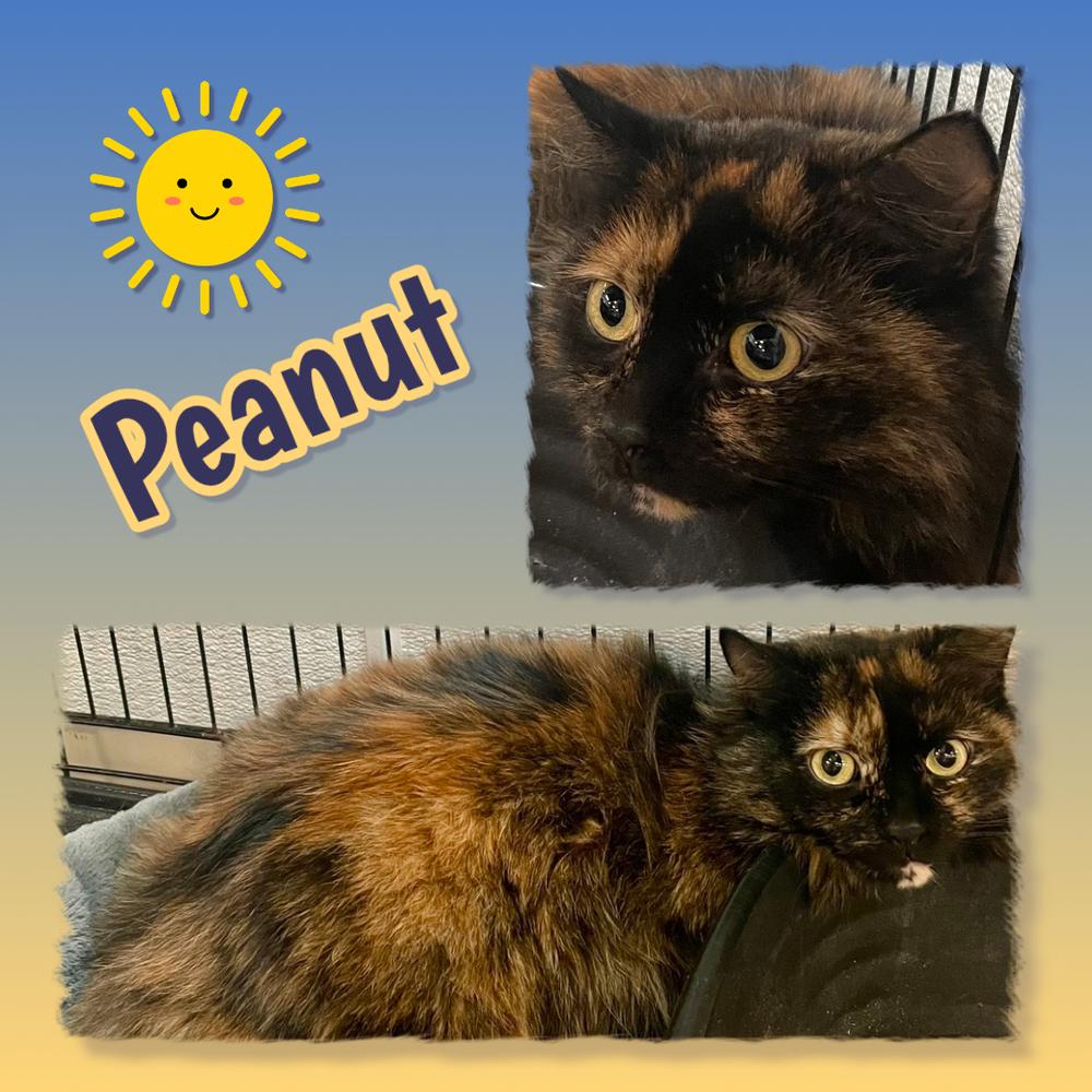 PEANUT, Adoptable, Adult Female Domestic Long Hair.