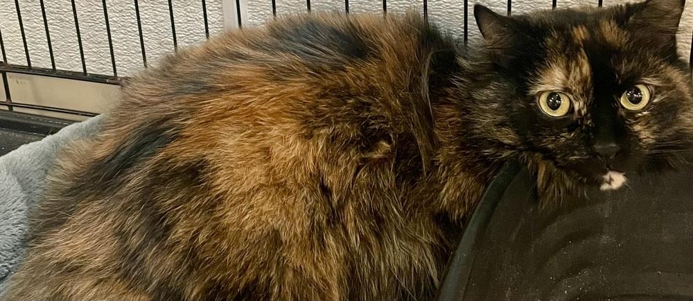 Enlarge PEANUT, a Adoptable mixed breed in Southbury, CT image 2/5